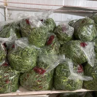 راننده با سواری جهت پخش