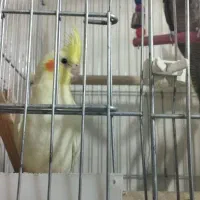 جوجه عروس های زیبا ۲ماهه|پرنده|خرمدره, |دیوار