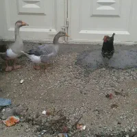 دوعدد غاز  ویک خروس