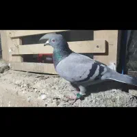 مسافتی گرفتنی