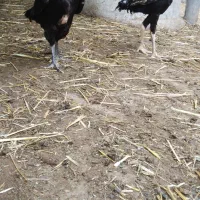 خروس لاری