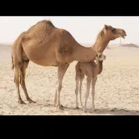 شیرشتر