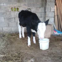 فروش گوساله