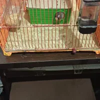 طوطی نقابدار ماده معاوضه انگشتر نقره|پرنده|فردیس, شهرک وحدت|دیوار