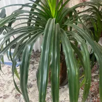 گل زیبا و بزرگ