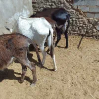 خریدفروش الاغ نرماده کره