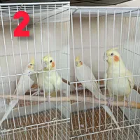 چندین جفت عروس هلندی فروشی|پرنده|تربت‌حیدریه, شهرک ولیعصر|دیوار