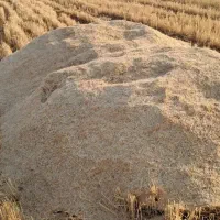 کاه گندم جو