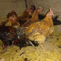 جوجه 5 ماهه|حیوانات مزرعه|رودشت (اصفهان), |دیوار