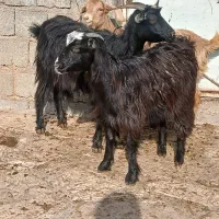 ۳راس بزغاله ماده