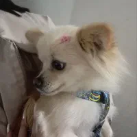 سگ نژاد پامر ۵ماهه