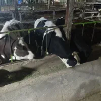 فروش چهار راس گاو و گوساله