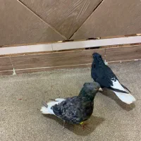 دم سفید در هویزه|پرنده|سوسنگرد, |دیوار