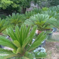 سیکاس|گل و گیاه طبیعی|رامسر, |دیوار