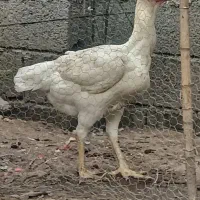 لاری