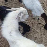 تعدادی گوسفند فروشی|حیوانات مزرعه|توکهور, |دیوار