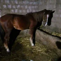 اسب قدبلندجوان