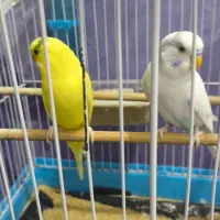 مایل به معاوضه نیستم 800تومان