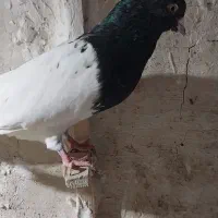 کله سیاه کلکسیونی|پرنده|مشهد, ویلاشهر|دیوار