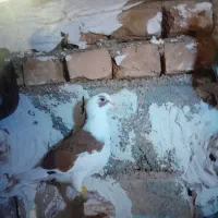 دوتا نر جوان