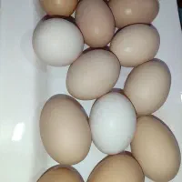 تخم مرغ محلی