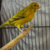 یاسمین قناری قرص بخون