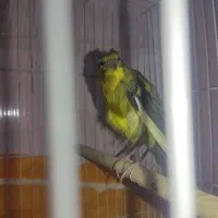 قناری نر رسمی فر