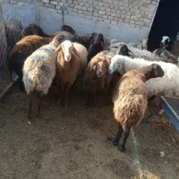 ۵تامیش ابستن