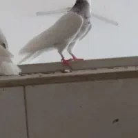 یک جفت کفتر طوقی مهر