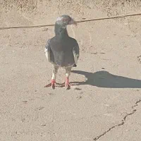 11عدد کفتر غریب|پرنده|بجنورد, |دیوار