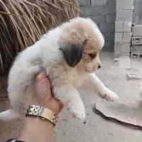 واگذاری توله شیدزو