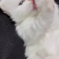 پرشین سفید صورت شامپاینی ۲ماه نیمه|گربه|تهران, گیشا|دیوار