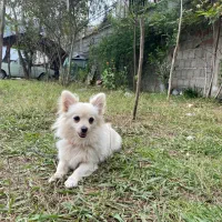 سک چیواوا|سگ|رشت, لاکان شهر|دیوار