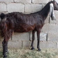 گوسفند پاکستانی