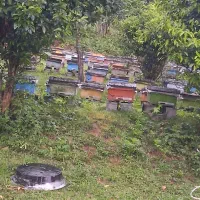 فروش  زنبورعسل