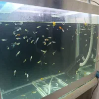 ماهی گوپی بالغ مفت دونه ۱۵|ماهی|هشتگرد, فاز ۳ مهستان|دیوار