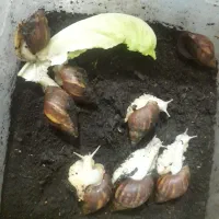 8 باکس حلزون و حلزون|لوازم جانبی حیوانات|قائم‌شهر, |دیوار