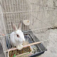 خرگوش|موش و خرگوش|کرمانشاه, |دیوار