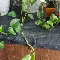 گلهای خانگی