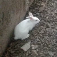 خرگوش دستی