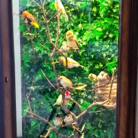 کلکسیونی از فنج در زیباترین قفس|پرنده|الوند, |دیوار