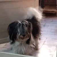 حیوانات پت خانگی