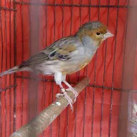 قناری نر وماده