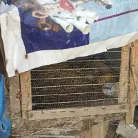 لانه مرغ|لوازم جانبی حیوانات|زیباکنار, |دیوار