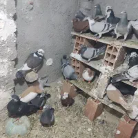 کفتر شهرستانی|پرنده|بومهن, |دیوار