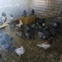 کبوتر پلاکی|پرنده|خرمشهر, |دیوار