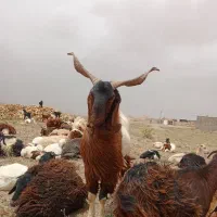 نر بز|حیوانات مزرعه|ششتمد, |دیوار