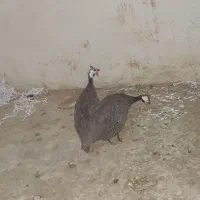 مرغ شاخ دار جفت|پرنده|اردکان, |دیوار