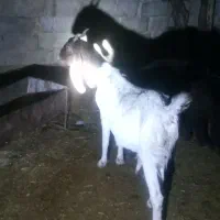 بز دوقلو زا با دوتا بیگ نر ماده افغانی دینراک|حیوانات مزرعه|اندیکا, |دیوار