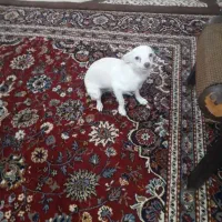 سگ ماده شیواوا